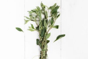 Oregano_HIERBAS-Y-HOJAS_3149_1-1-300×200