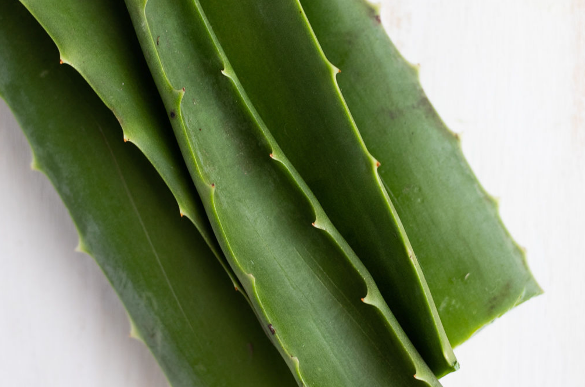 Aloe fresca en hoja