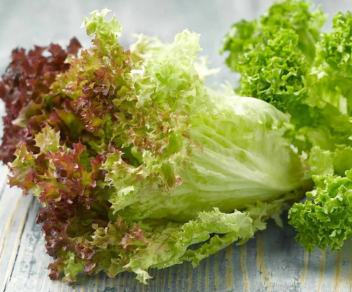 Lechuga-lollo-rosa-organica-unidad