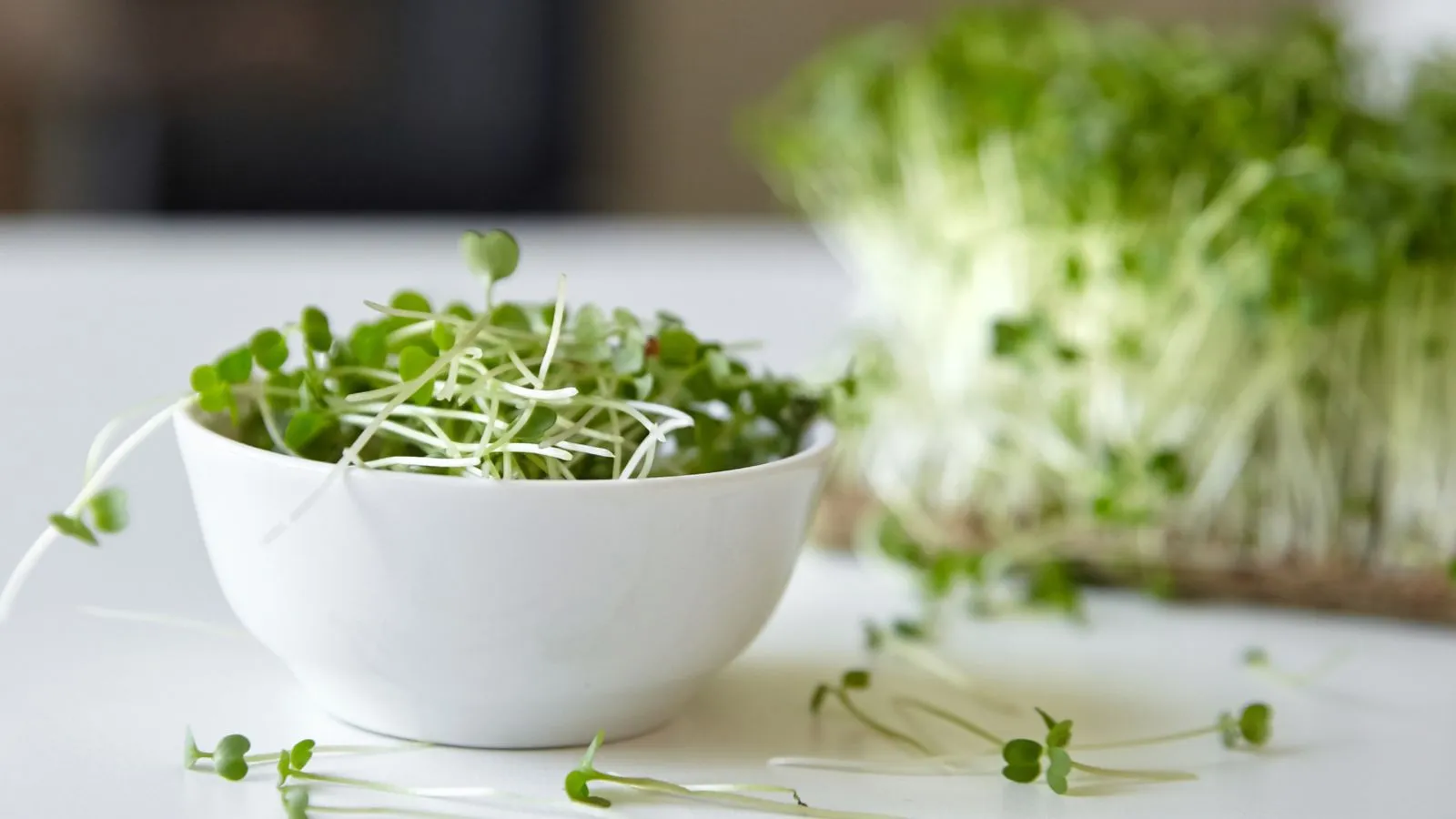 Germinados de Arugula sin pesticidas 20g