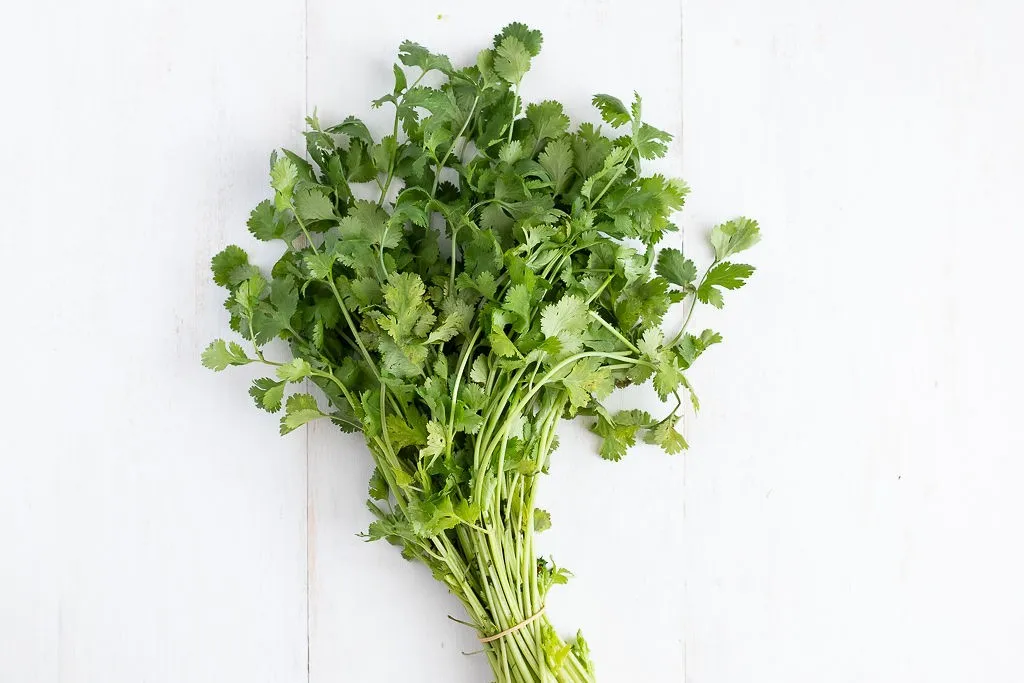 Culantro organico rollo
