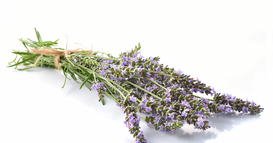 lavanda